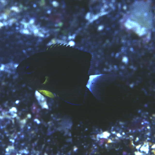 Chromis leucura